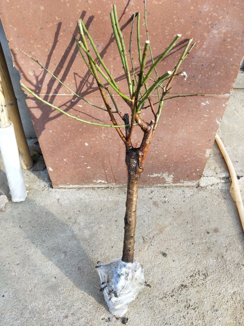 红梅绿梅榆叶梅美人梅高杆嫁接梅花苗庭院造景工程绿化开花植