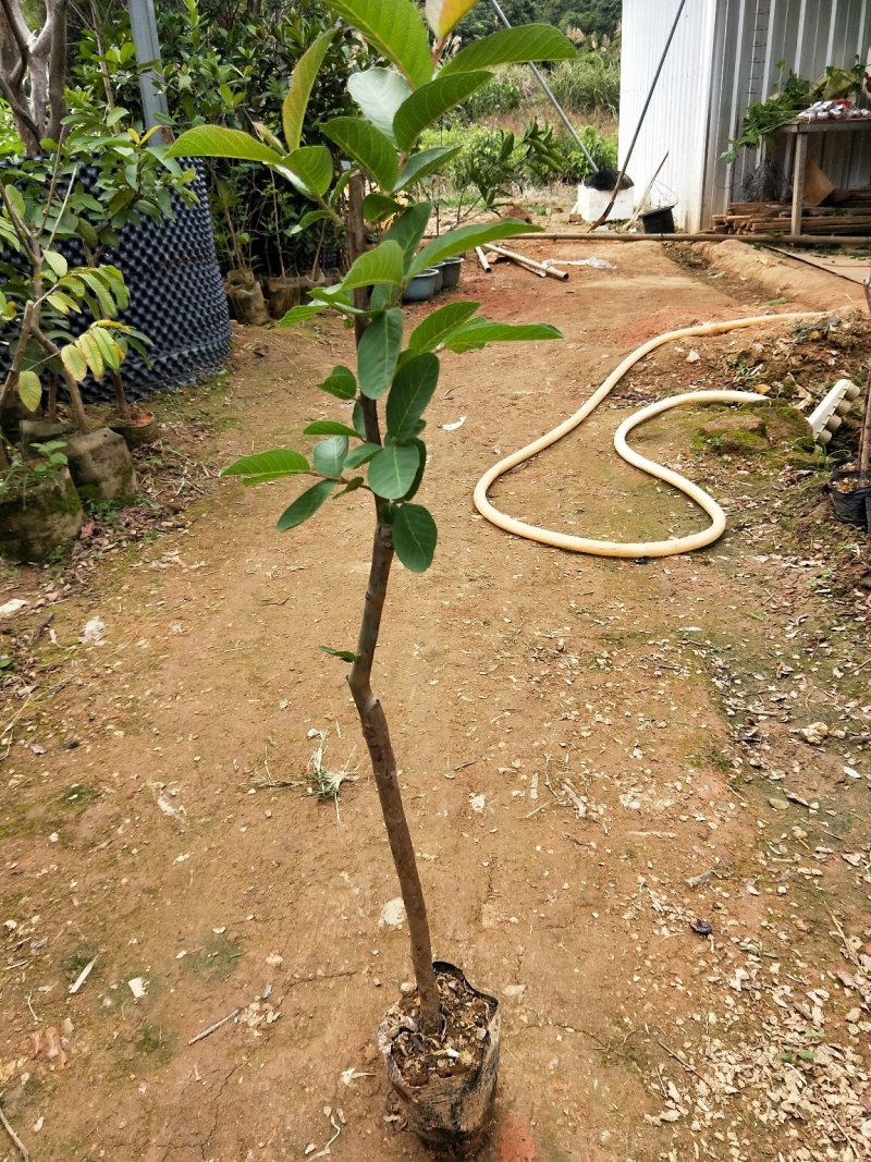 台湾番石榴苗当年结果南方种植嫁接盆栽四季果树西瓜果树