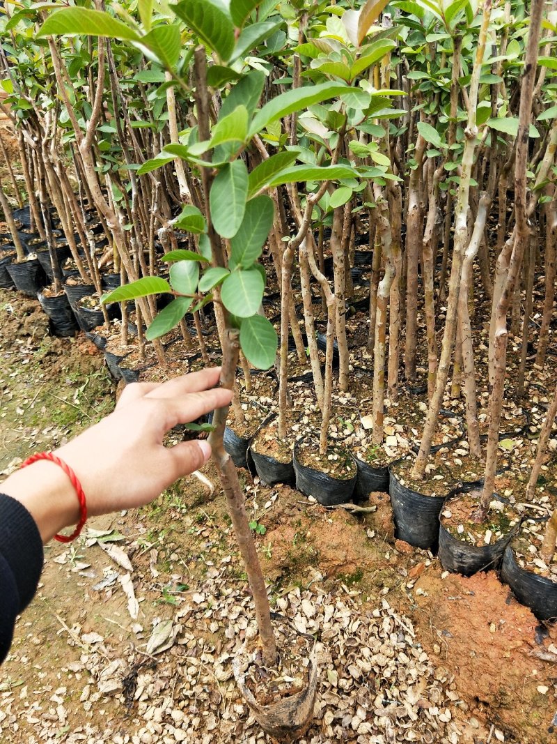 台湾番石榴苗当年结果南方种植嫁接盆栽四季果树西瓜果树