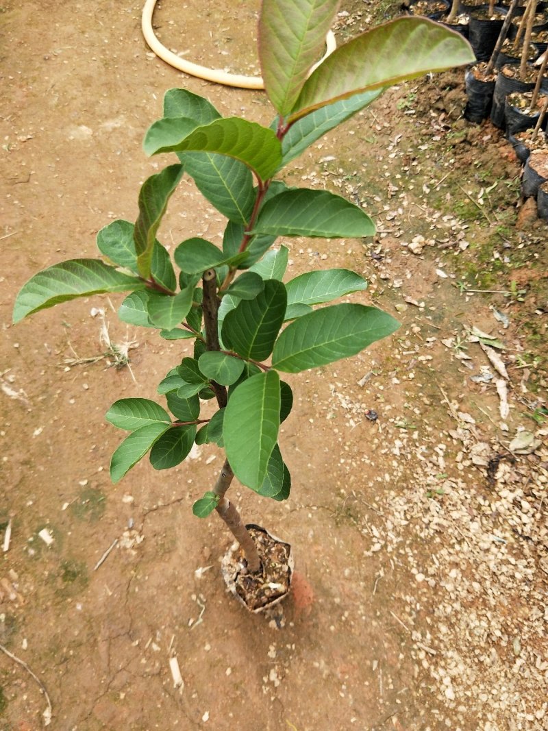 台湾番石榴苗当年结果南方种植嫁接盆栽四季果树西瓜果树