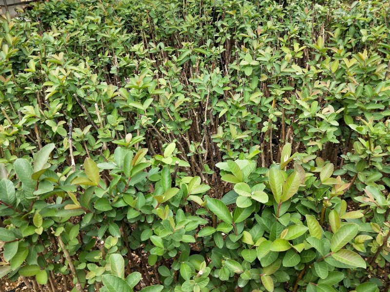 台湾番石榴苗当年结果南方种植嫁接盆栽四季果树西瓜果树