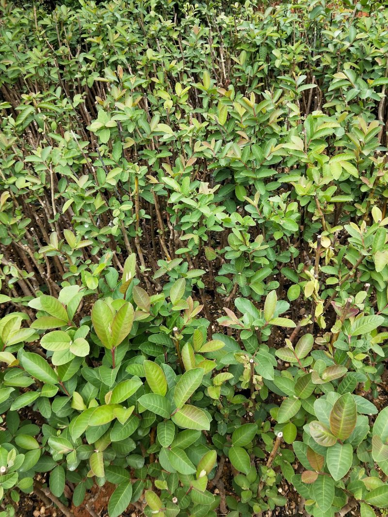 台湾番石榴苗当年结果南方种植嫁接盆栽四季果树西瓜果树