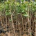 台湾番石榴苗当年结果南方种植嫁接盆栽四季果树西瓜果树