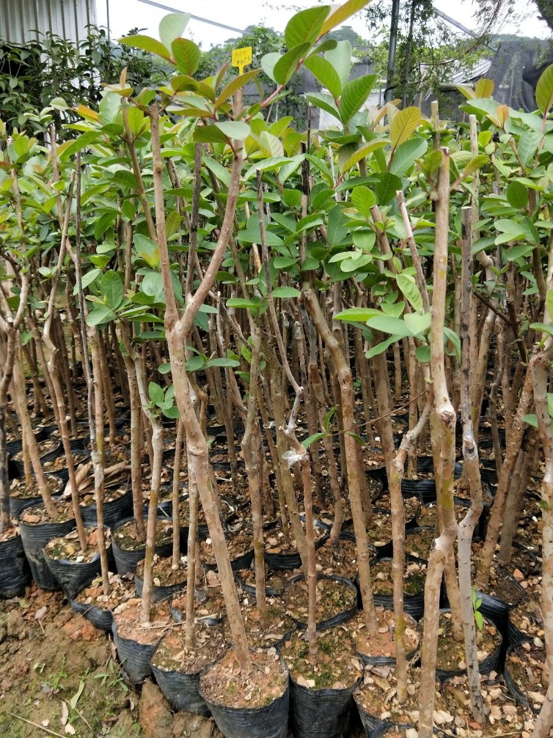 台湾番石榴苗当年结果南方种植嫁接盆栽四季果树西瓜果树