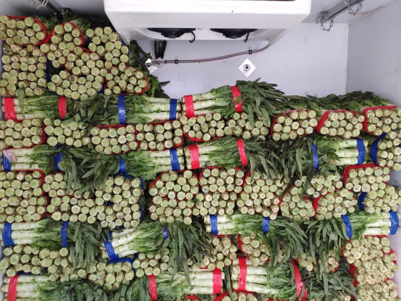 红尖叶莴笋绿皮青肉莴苣一手货源万亩基地现货供应
