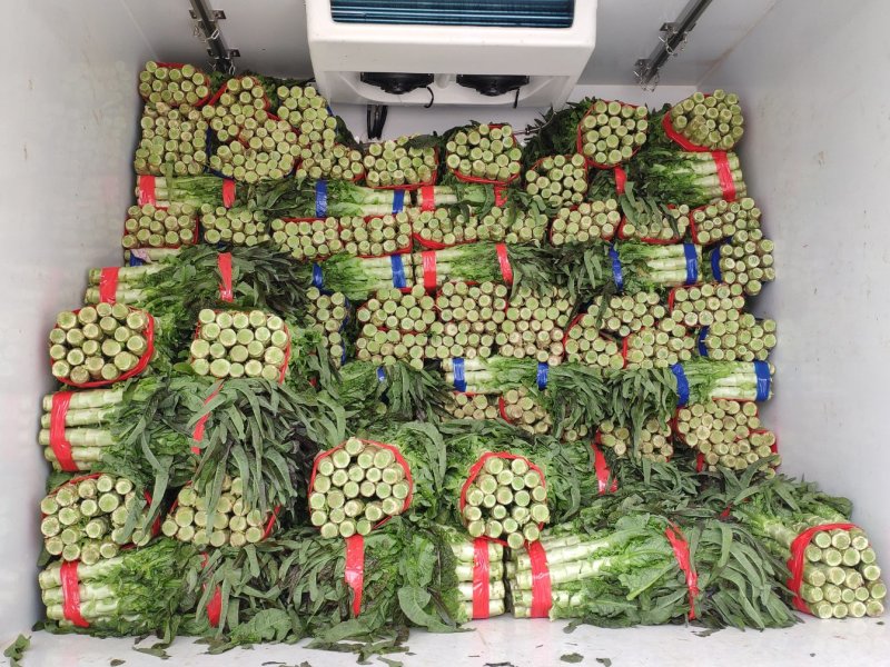 红尖叶莴笋绿皮青肉莴苣一手货源万亩基地现货供应