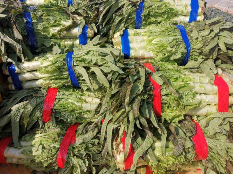 红尖叶莴笋绿皮青肉莴苣一手货源万亩基地现货供应