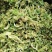 菜花干2022年春季新花菜干鲜嫩可口量大从优