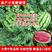特大西农八号西瓜种子高产稳产经典瓜种成熟可靠大红瓤少籽糖