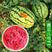 特大西农八号西瓜种子高产稳产经典瓜种成熟可靠大红瓤少籽糖