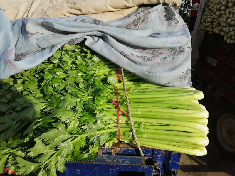 芹菜，西芹，香芹，质量好价格优