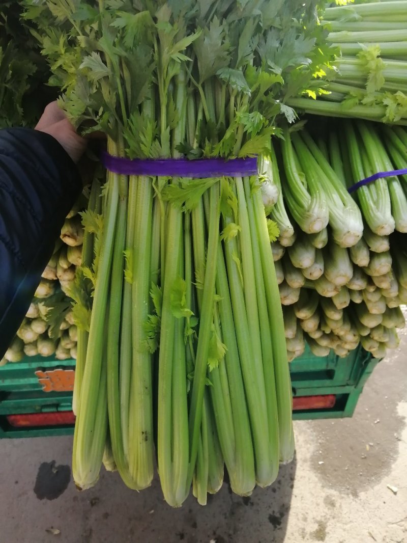 芹菜，西芹，香芹，质量好价格优