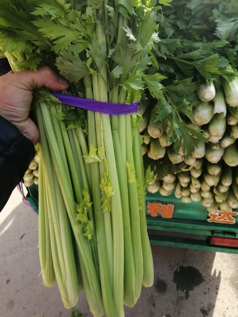 芹菜，西芹，香芹，质量好价格优