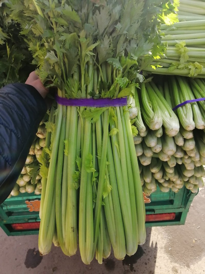芹菜，西芹，香芹，质量好价格优