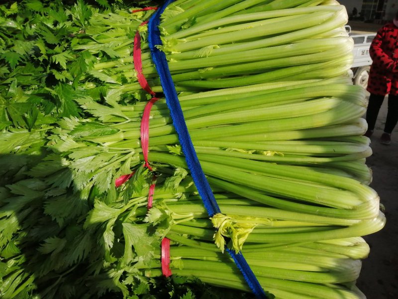芹菜，西芹，香芹，质量好价格优