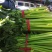 芹菜，西芹，香芹，质量好价格优
