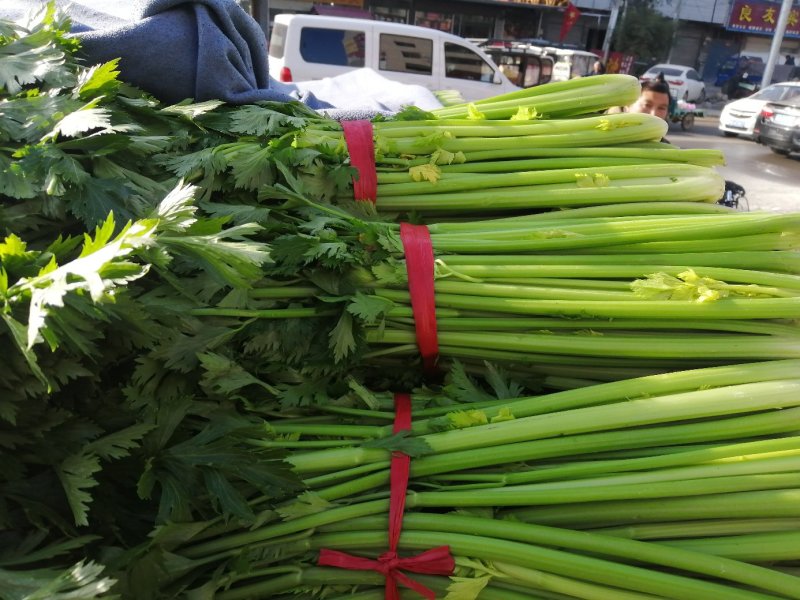 芹菜，西芹，香芹，质量好价格优