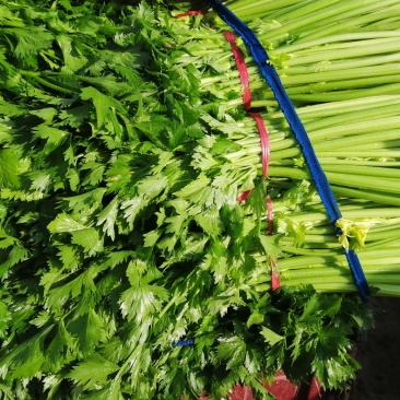 芹菜，西芹，香芹，质量好价格优