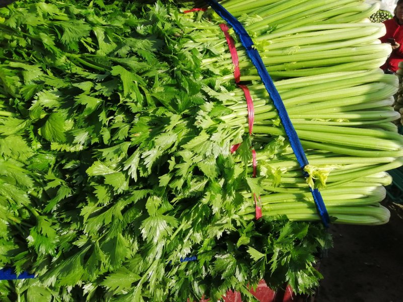 芹菜，西芹，香芹，质量好价格优