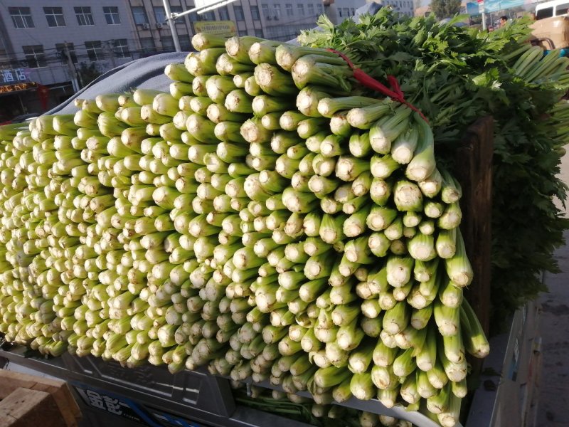 芹菜，西芹，香芹，质量好价格优