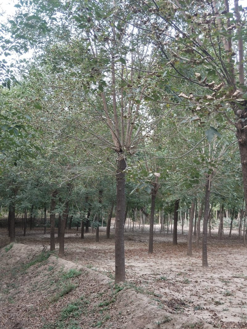 6-20公分白蜡，诚信第一，质量保证，假一罚十。