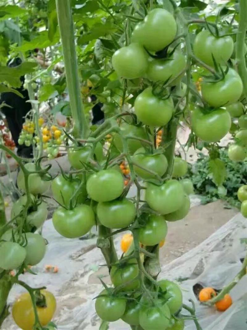 绿宝石番茄种子大果绿色口感阳台生吃圆形果蔬菜水果瓜果种籽