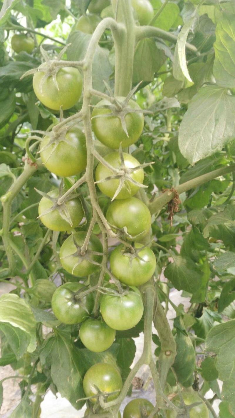 绿宝石番茄种子大果绿色口感阳台生吃圆形果蔬菜水果瓜果种籽
