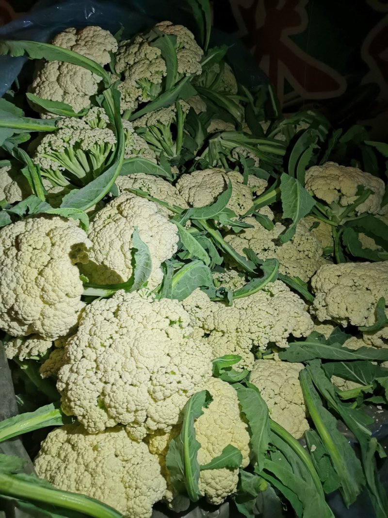 精品散菜花，产地直发，大量供应支持线上交易保证质量