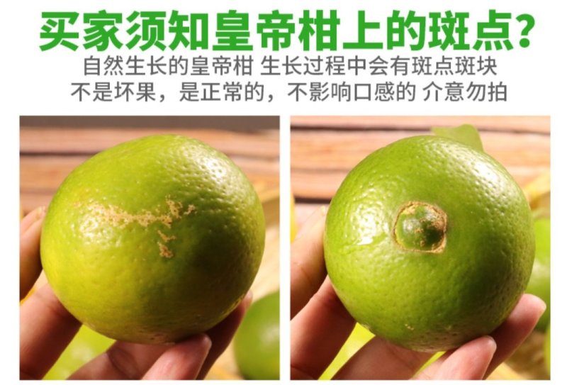 广西皇帝柑原产地现摘直发支持一件代发