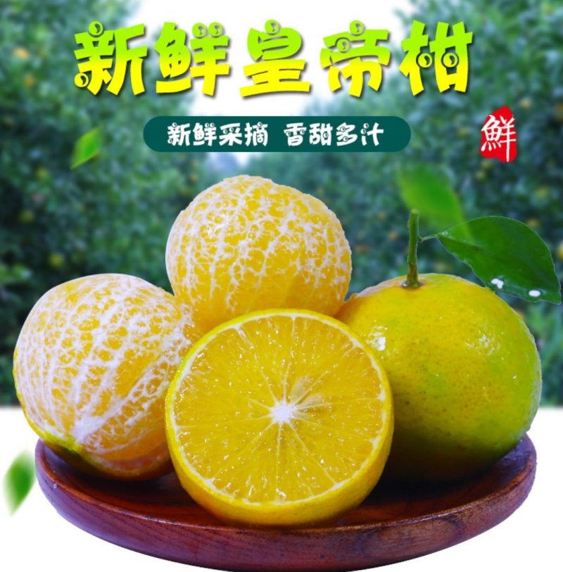 广西皇帝柑原产地现摘直发支持一件代发