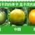 广西皇帝柑原产地现摘直发支持一件代发