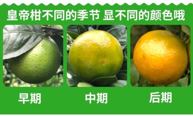 广西皇帝柑原产地现摘直发支持一件代发