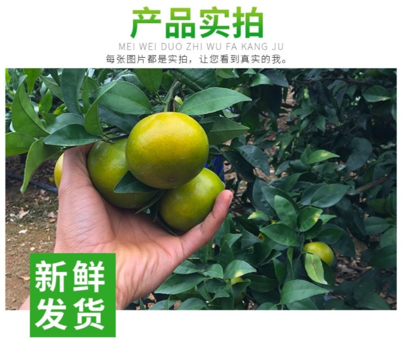 广西皇帝柑原产地现摘直发支持一件代发