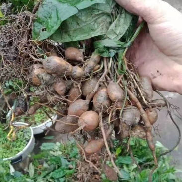 地苦胆种苗，一手货源，种球有小鸽子蛋大小，