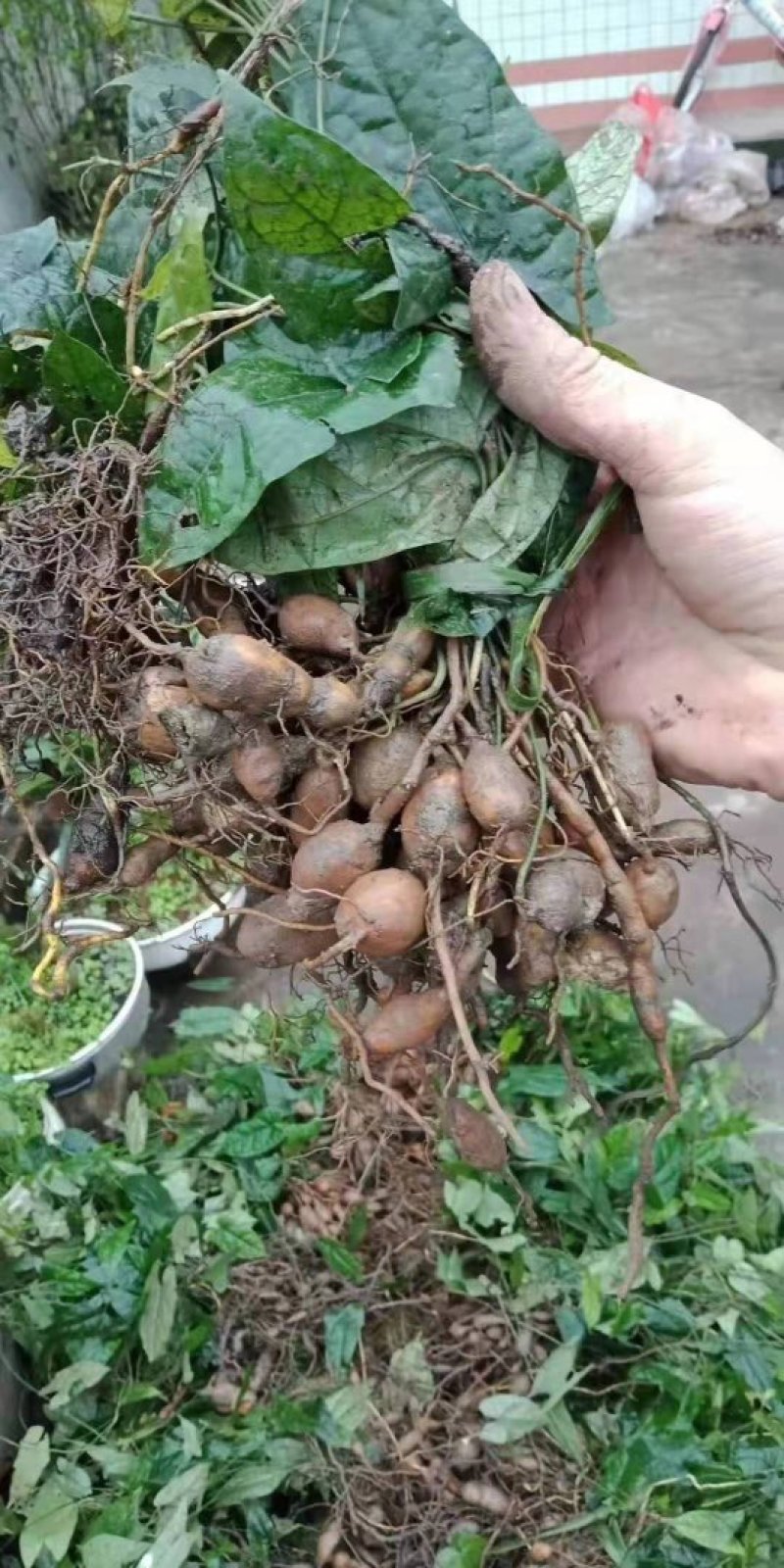 地苦胆种苗，一手货源，种球有小鸽子蛋大小，