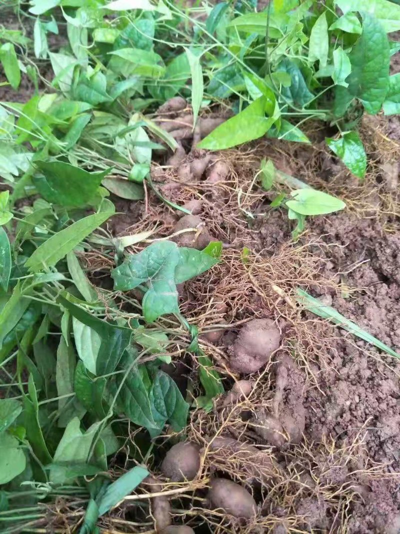 地苦胆种苗，一手货源，种球有小鸽子蛋大小，