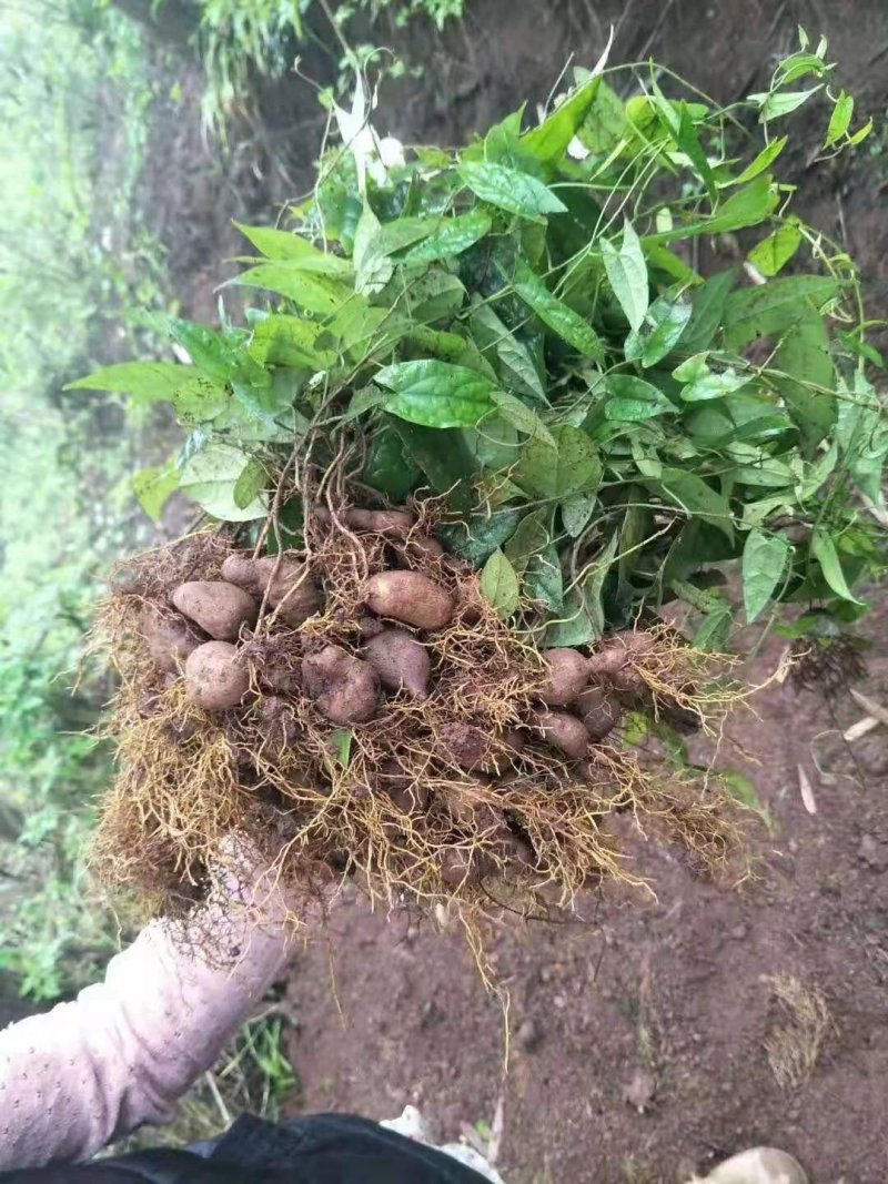 地苦胆种苗，一手货源，种球有小鸽子蛋大小，