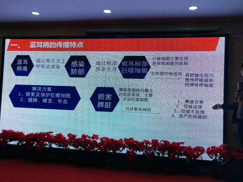 净化蓝耳病及母猪繁殖障碍问题