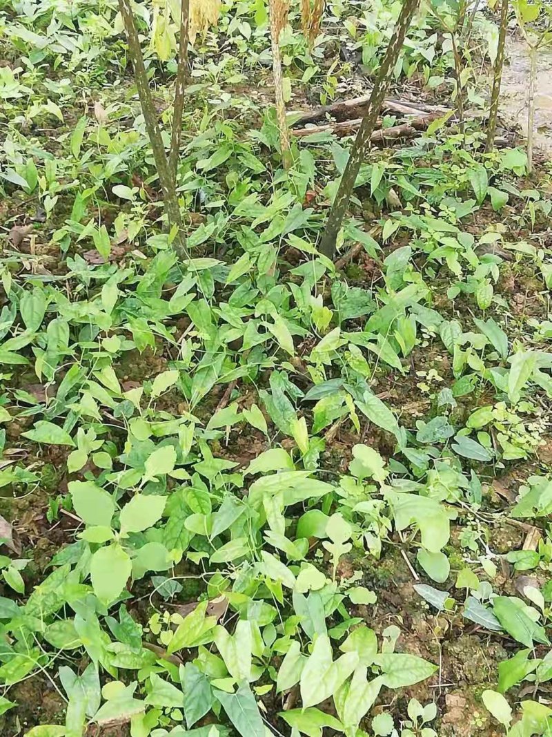 地苦胆种苗，一手货源，种球有小鸽子蛋大小，
