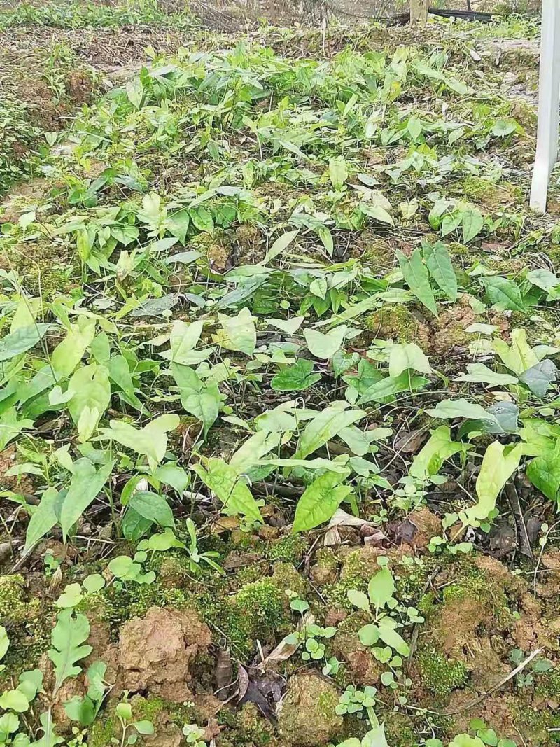 地苦胆种苗，一手货源，种球有小鸽子蛋大小，