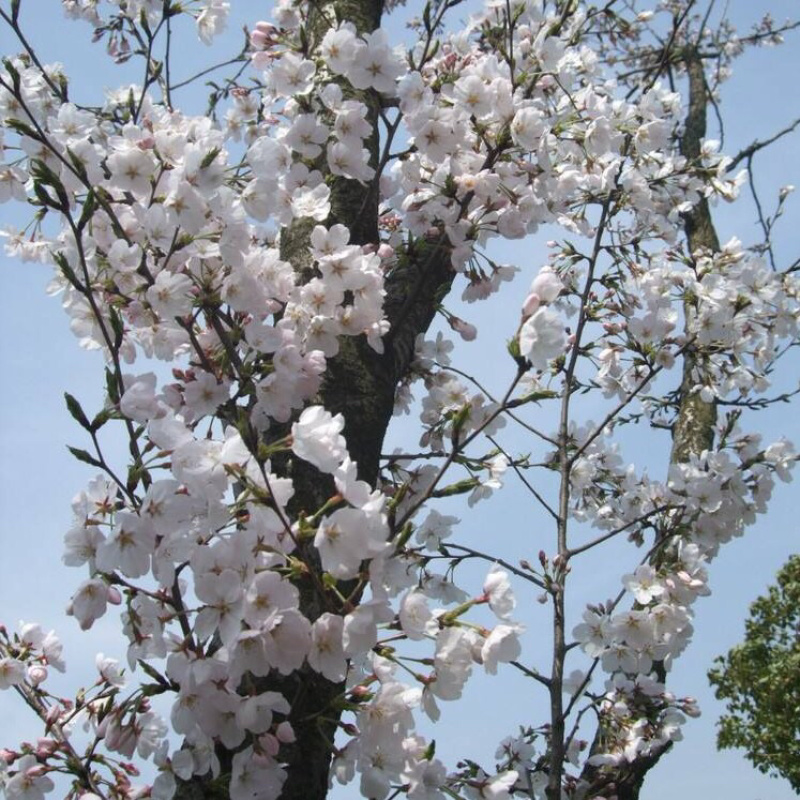 樱花樱花小苗樱花树苗日本樱花苗