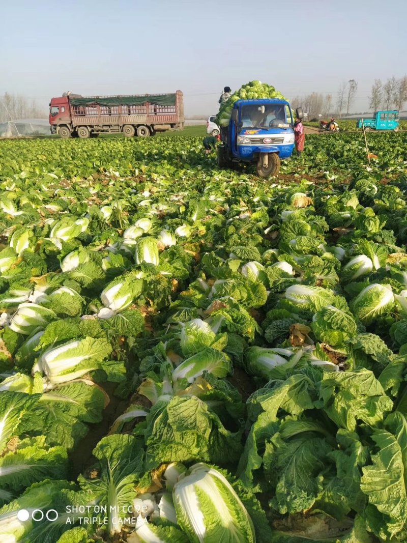 矮颗黄心菜产地直发大量供应