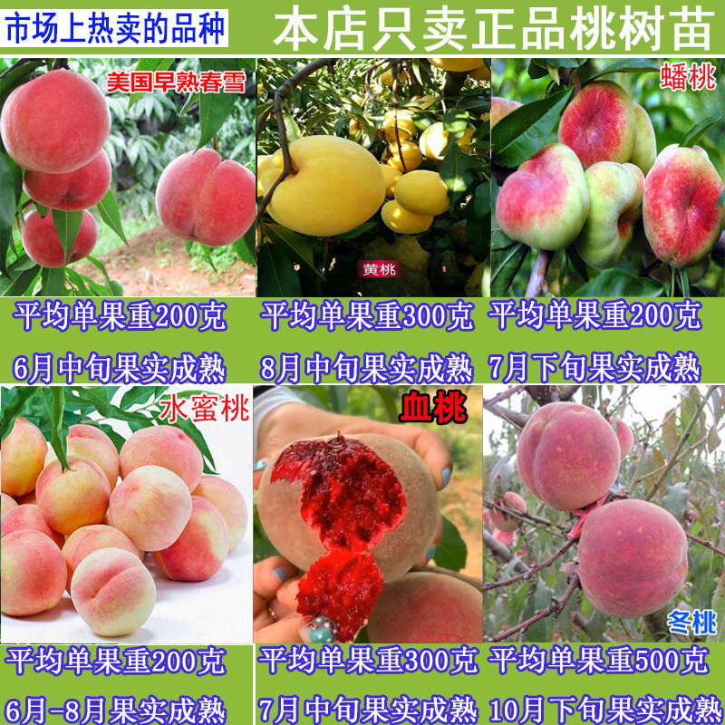 紫肉血桃苗桃树苗血桃果树苗中华血桃树苗南方北方种植