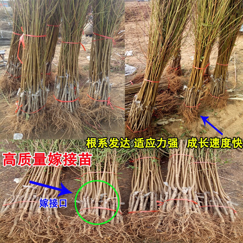紫肉血桃苗桃树苗血桃果树苗中华血桃树苗南方北方种植