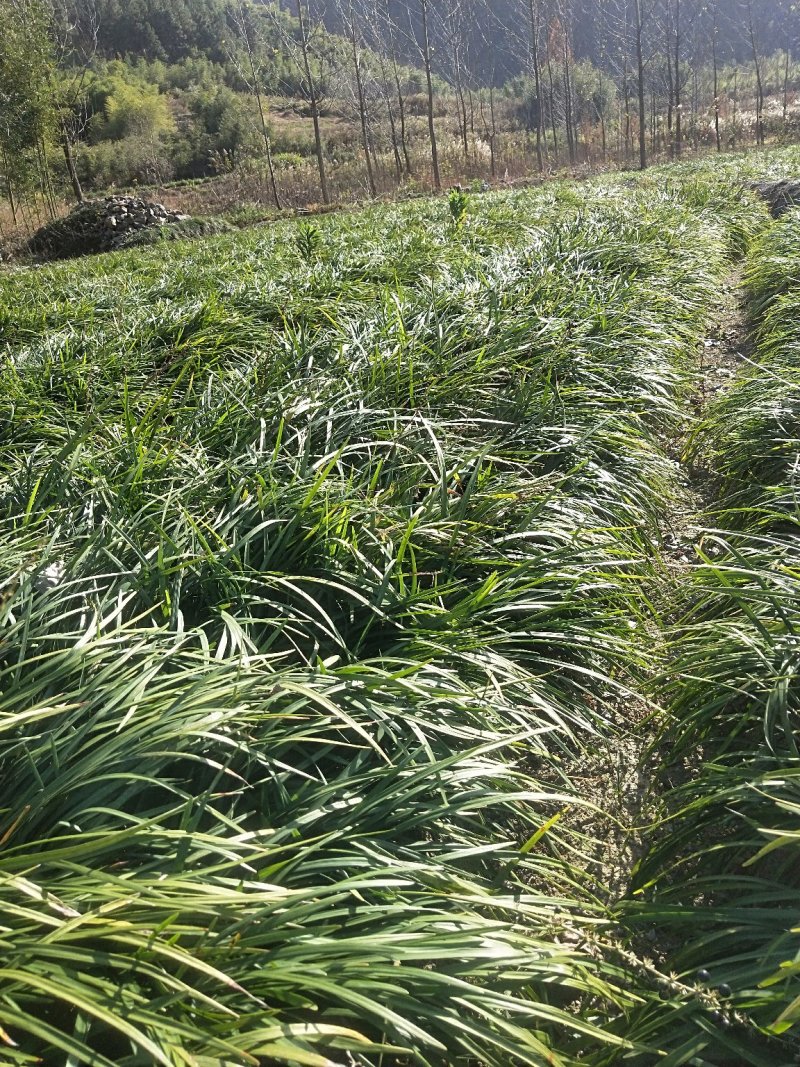 兰花三七草，精品兰花三七草基地直销，当天起苗当天发货