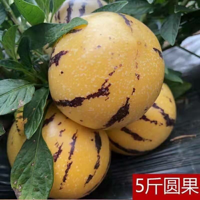 云南石林人参果基地直供