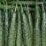 〔推荐〕河北密刺黄瓜，顶花带刺，产地直发，货源充足保质量
