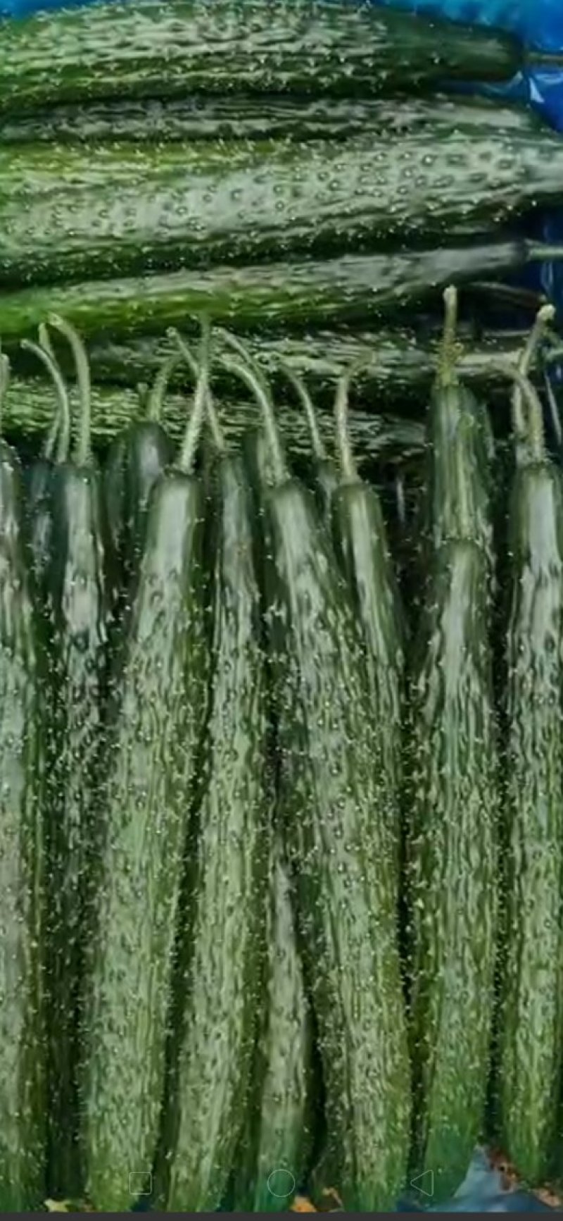 〔推荐〕河北密刺黄瓜，顶花带刺，产地直发，货源充足保质量