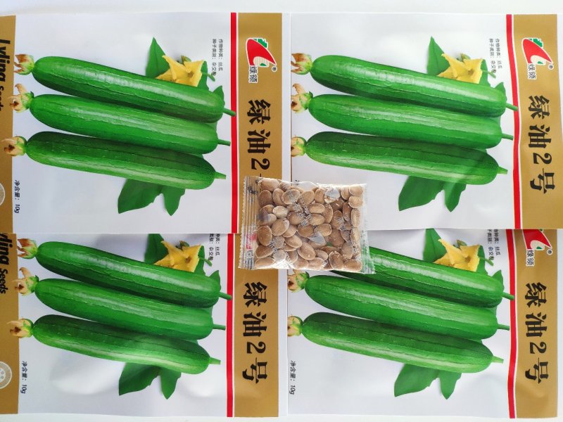 绿油2号短油皮丝瓜种籽白籽丝瓜种10克