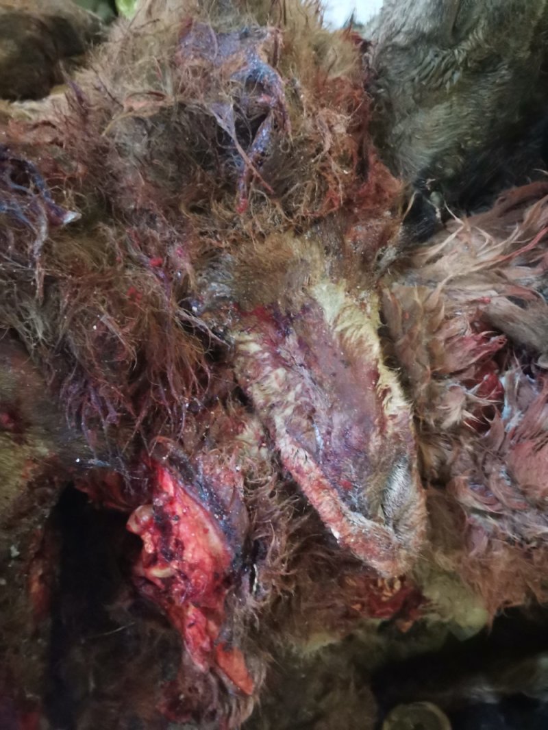 长年批发零售，草原骆驼头质量保证，联系时请说是在一亩田看
